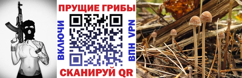 Галлюциногенные грибы GOLDEN TEACHER  Карабаш 